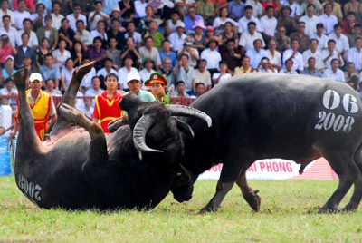 Традиционный праздник боев буйволов  - ảnh 1